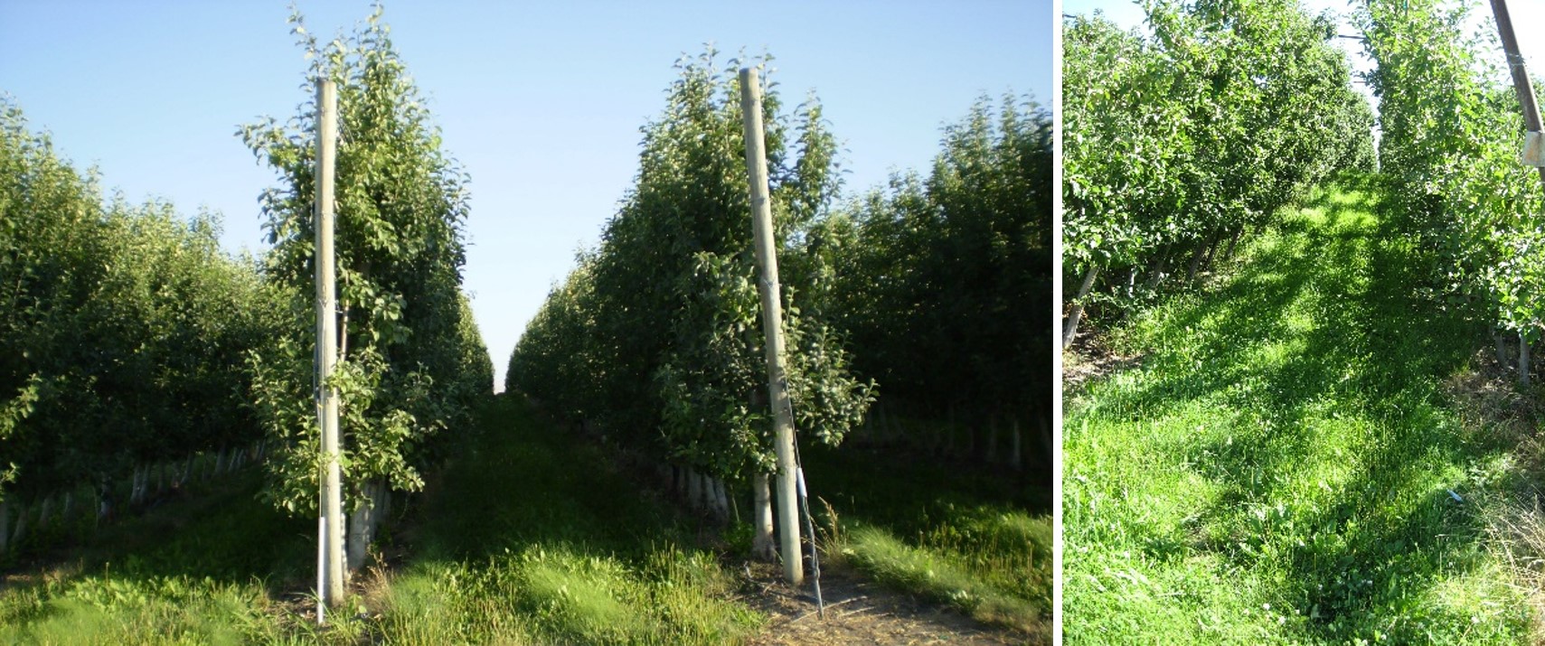 Two different apple ochards.